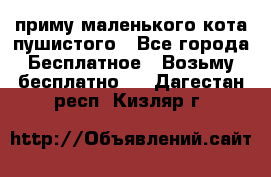 приму маленького кота пушистого - Все города Бесплатное » Возьму бесплатно   . Дагестан респ.,Кизляр г.